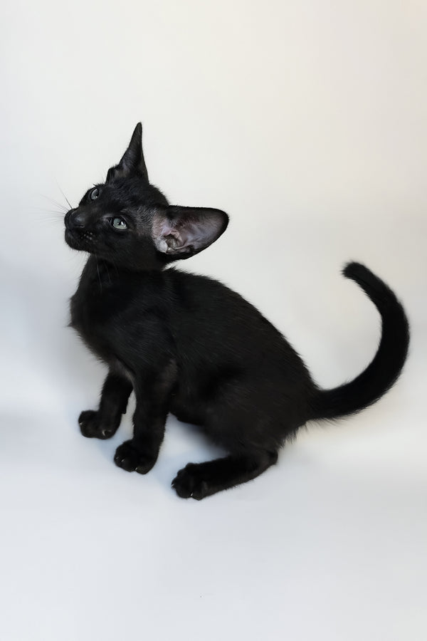Xolot | Oriental Shorthair Kitten