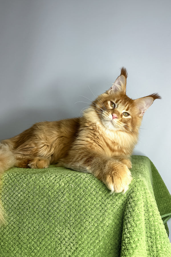 Xtreme | Maine Coon Kitten
