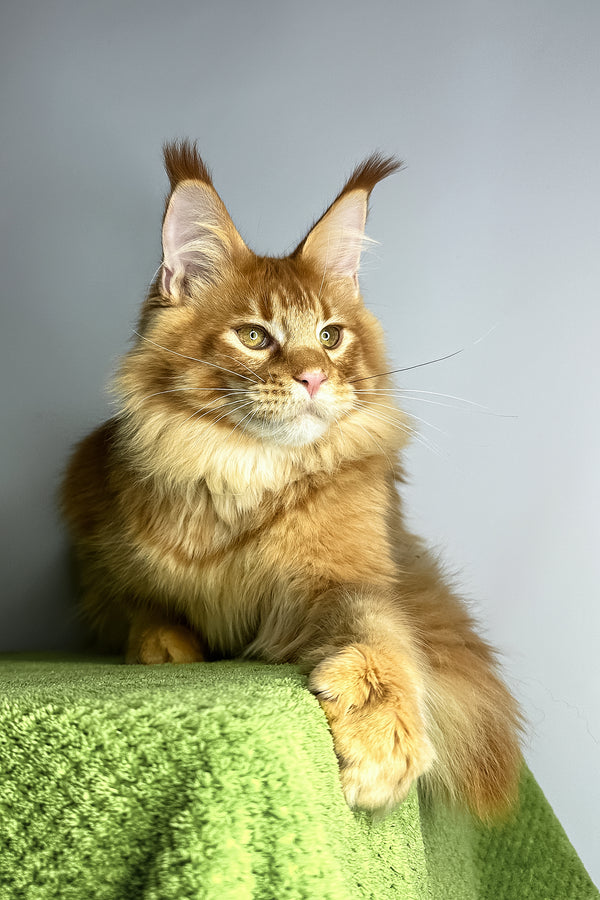 Xtreme | Maine Coon Kitten