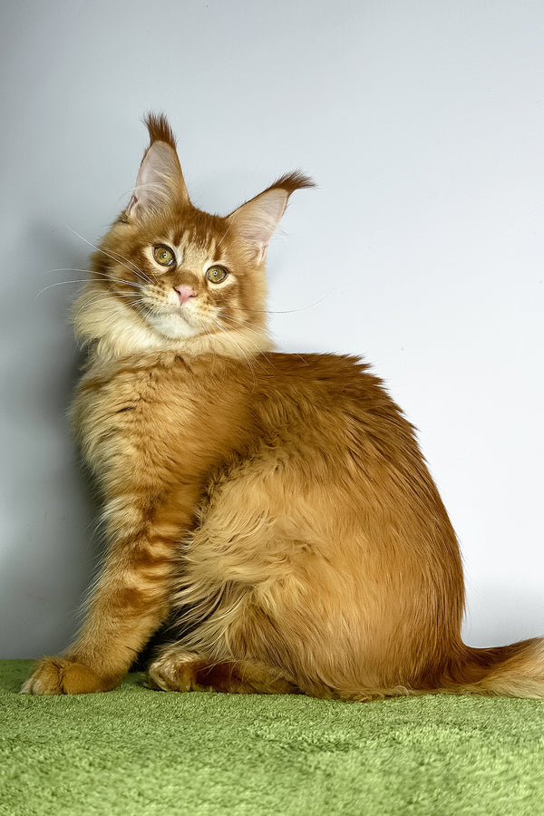 Xtreme | Maine Coon Kitten