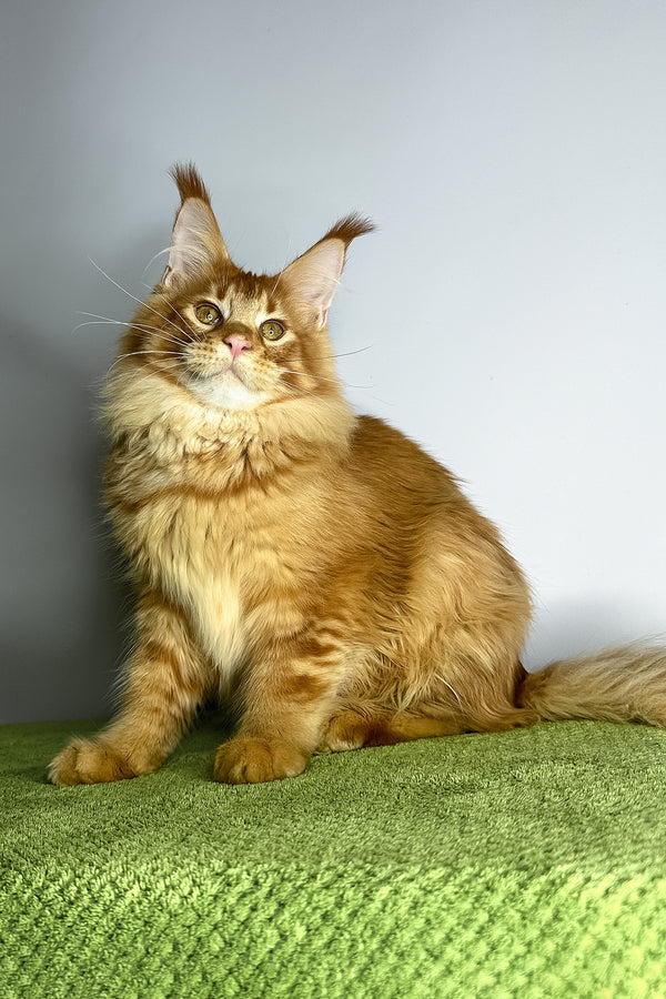 Xtreme | Maine Coon Kitten
