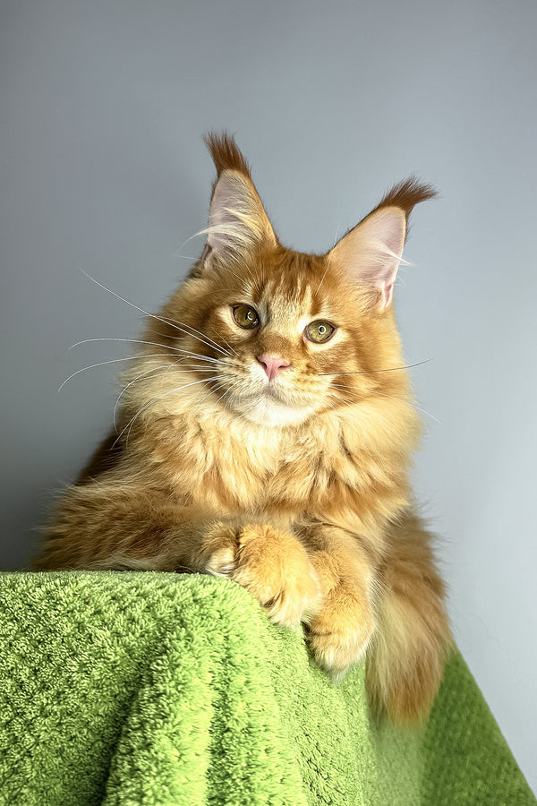 Xtreme | Maine Coon Kitten