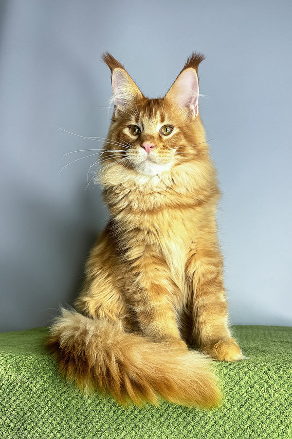 Xtreme | Maine Coon Kitten