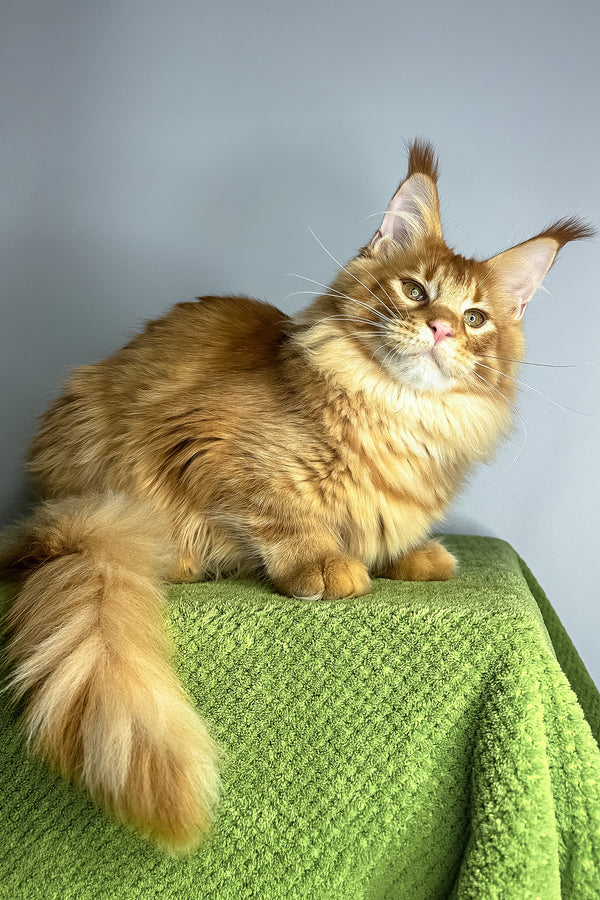 Xtreme | Maine Coon Kitten