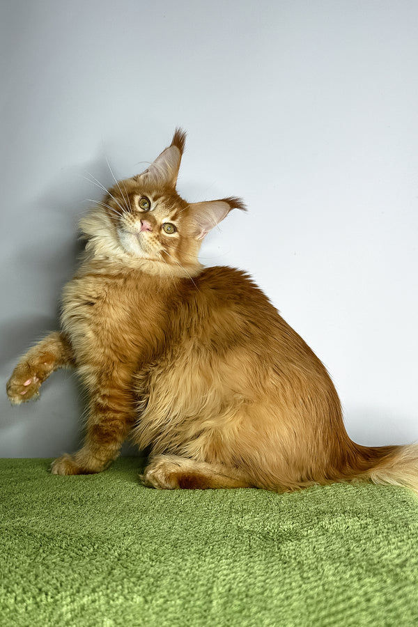 Xtreme | Maine Coon Kitten