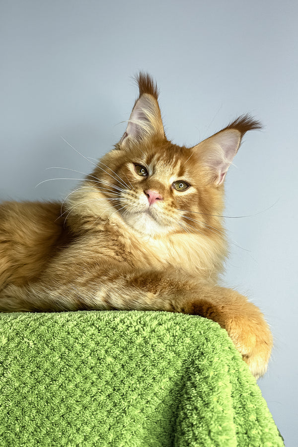 Xtreme | Maine Coon Kitten