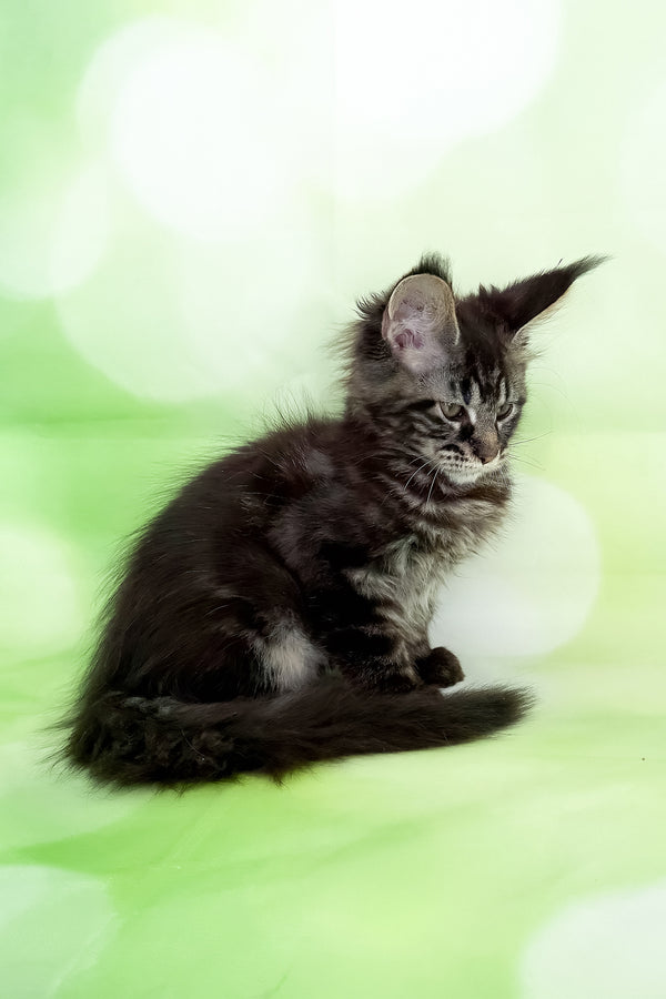 Xula | Polydactyl Maine Coon Kitten