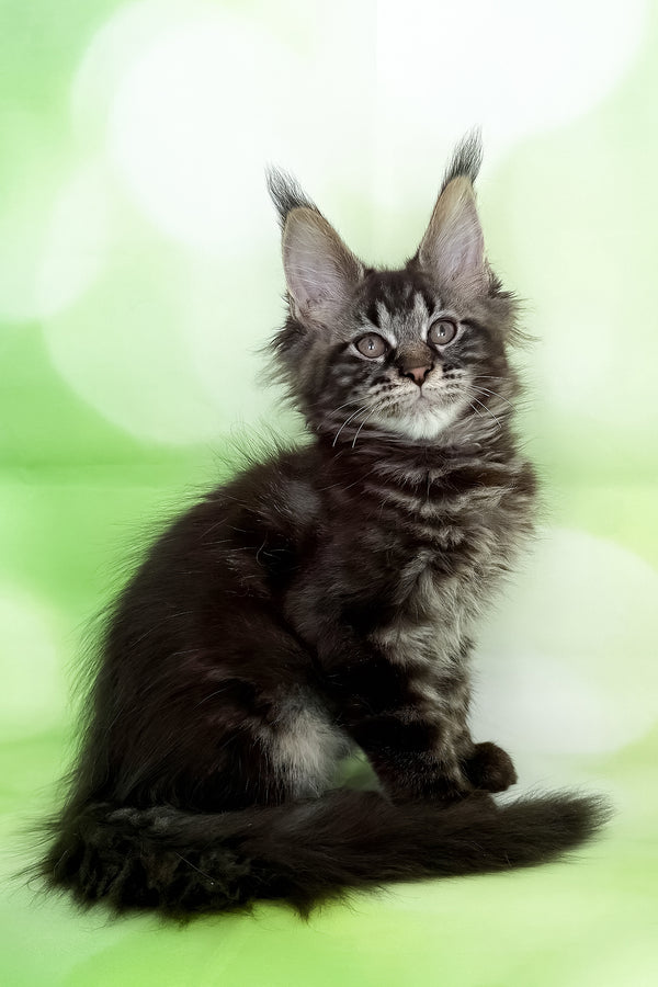 Xula | Polydactyl Maine Coon Kitten