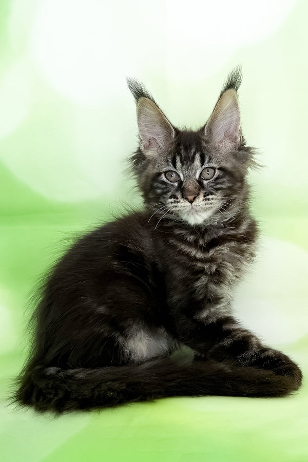 Xula | Polydactyl Maine Coon Kitten
