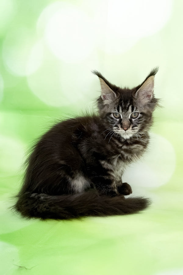 Xula | Polydactyl Maine Coon Kitten