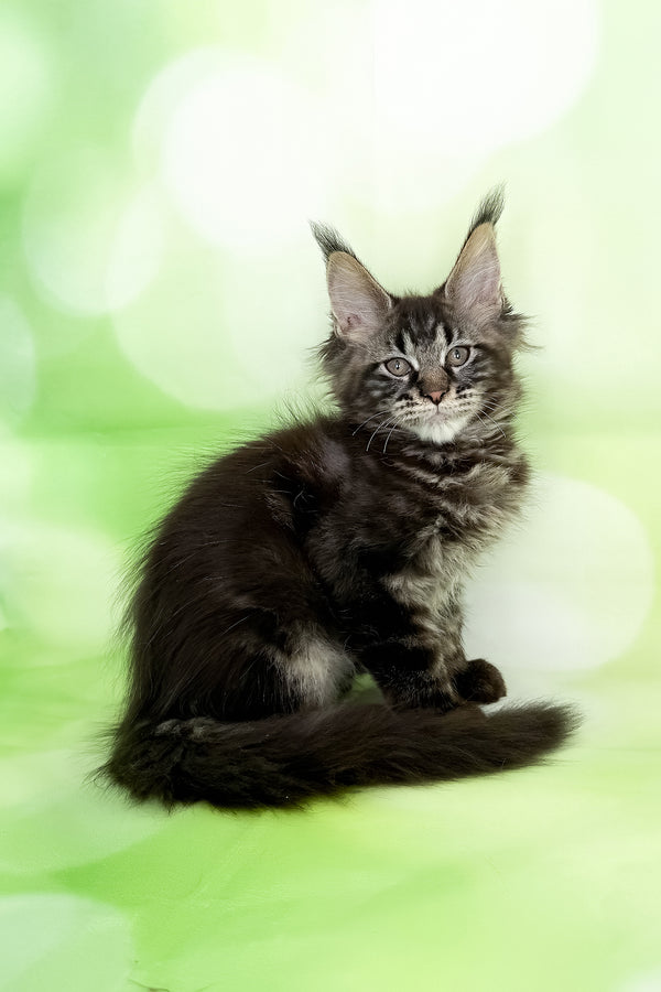 Xula | Polydactyl Maine Coon Kitten