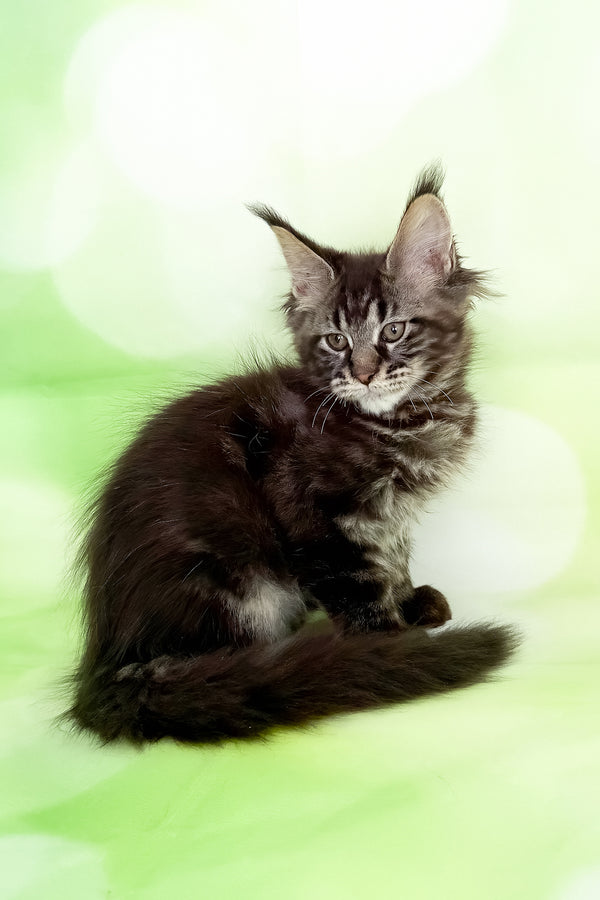 Xula | Polydactyl Maine Coon Kitten