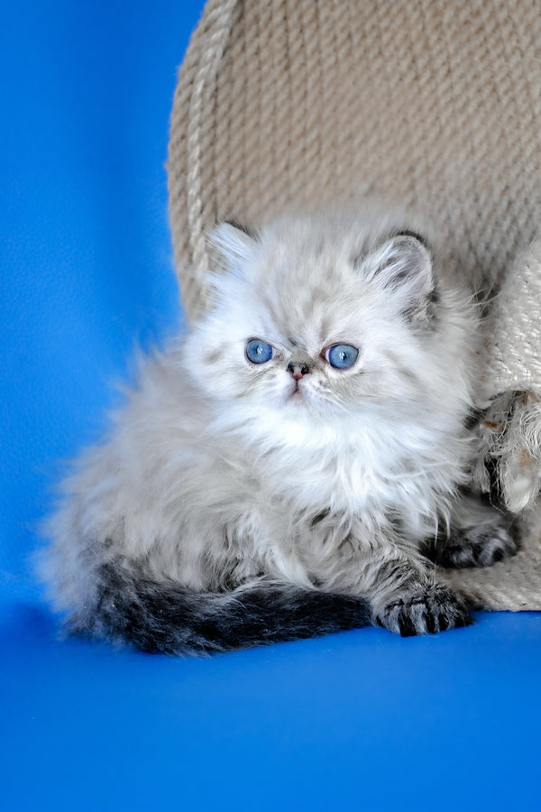 Yoko | Persian Kitten