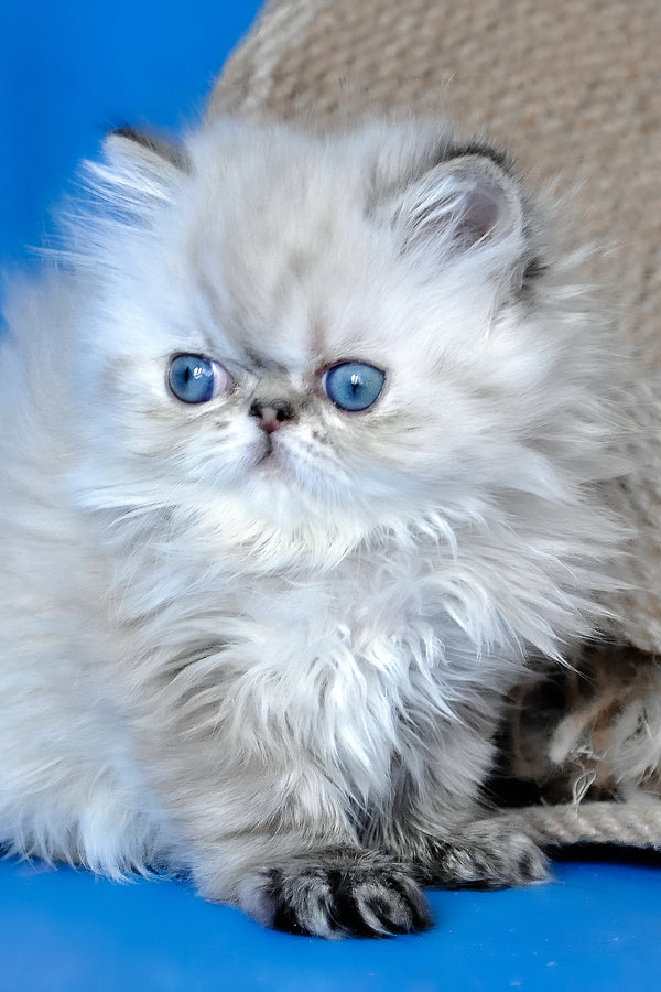 Yoko | Persian Kitten