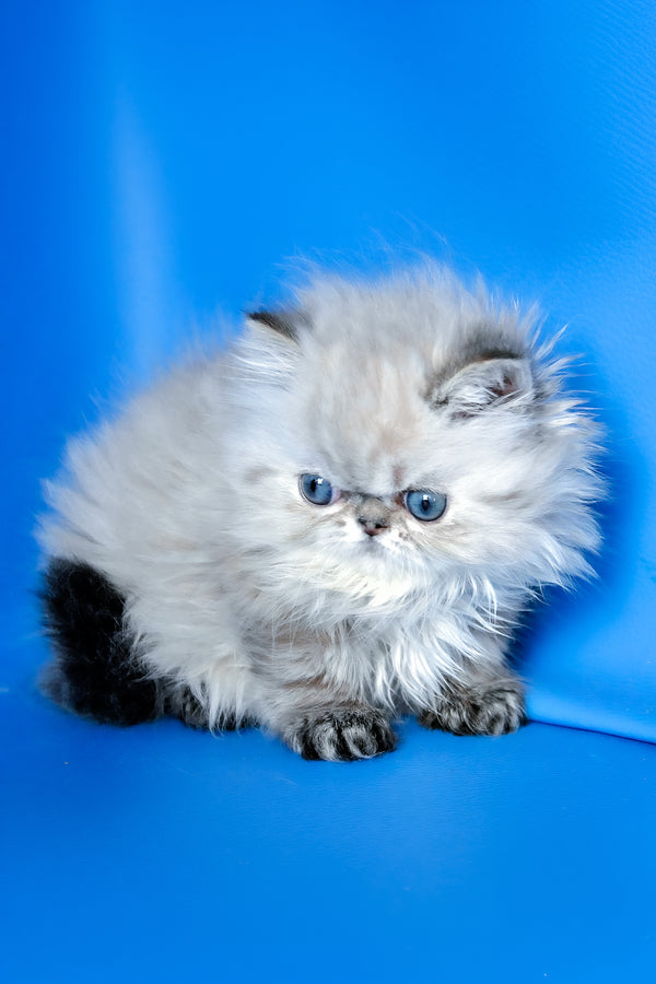 Yoko | Persian Kitten