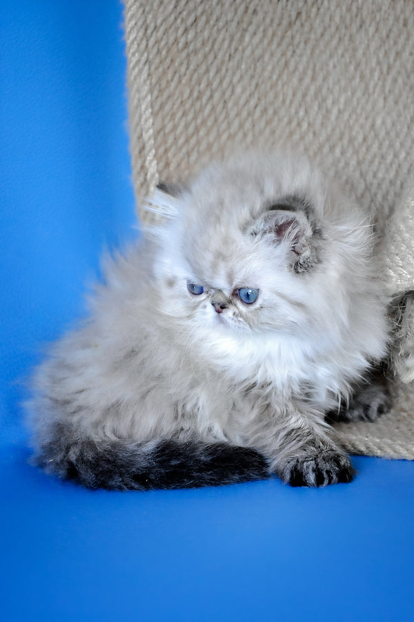 Yoko | Persian Kitten