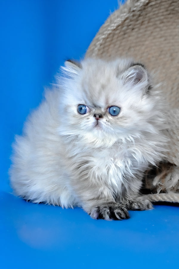 Yoko | Persian Kitten