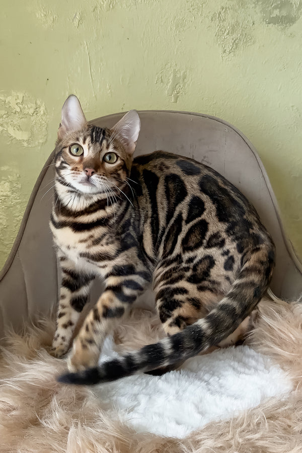 Yacob | Bengal Kitten