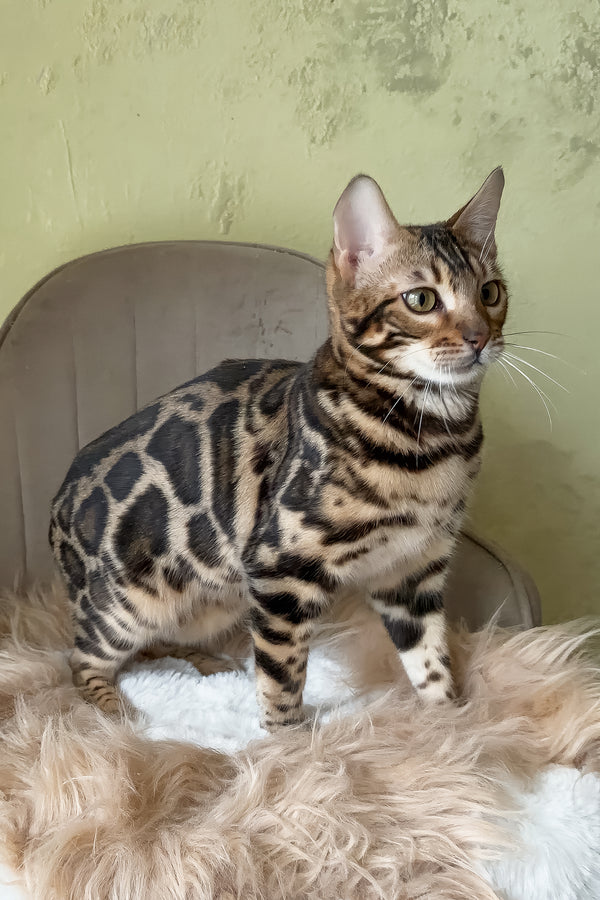 Yacob | Bengal Kitten