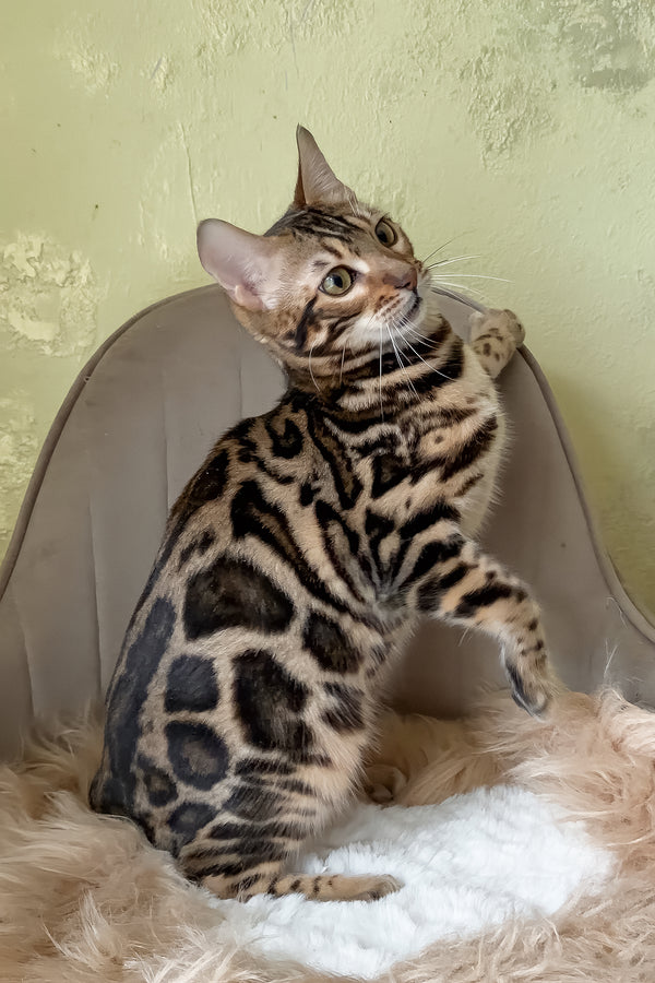 Yacob | Bengal Kitten