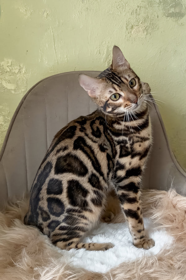 Yacob | Bengal Kitten