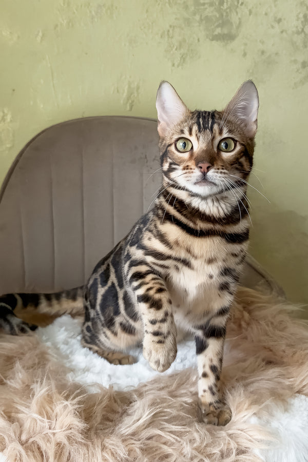 Yacob | Bengal Kitten