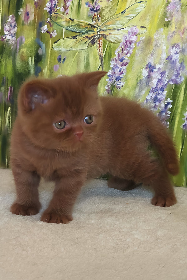 Yaguar | British Shorthair Kitten
