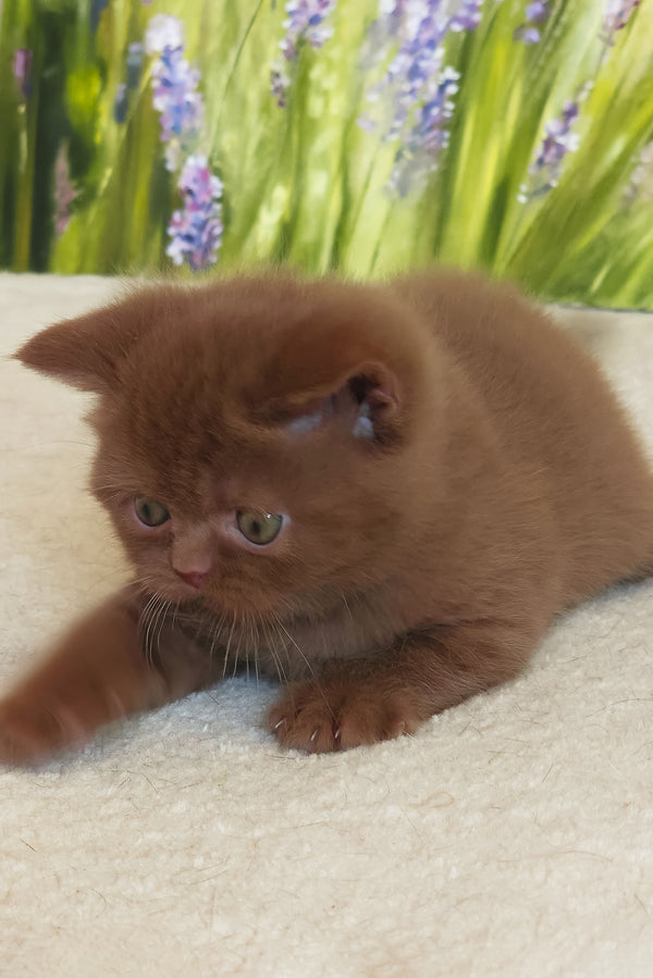 Yaguar | British Shorthair Kitten