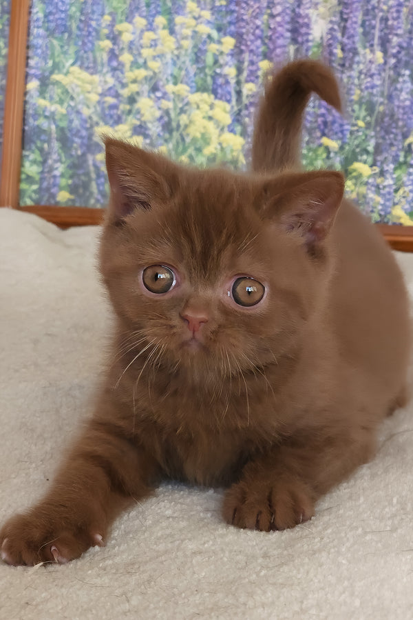 Yaguar | British Shorthair Kitten
