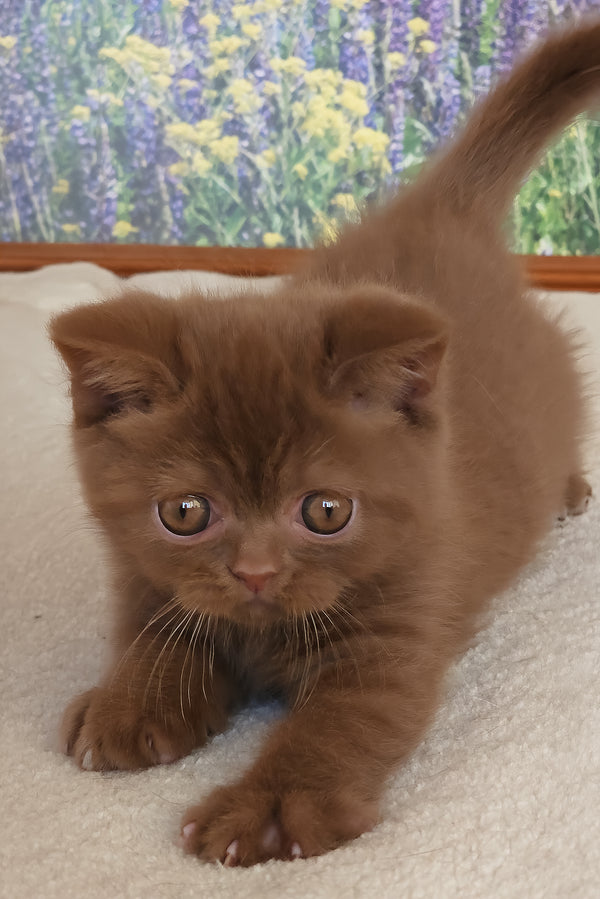 Yaguar | British Shorthair Kitten