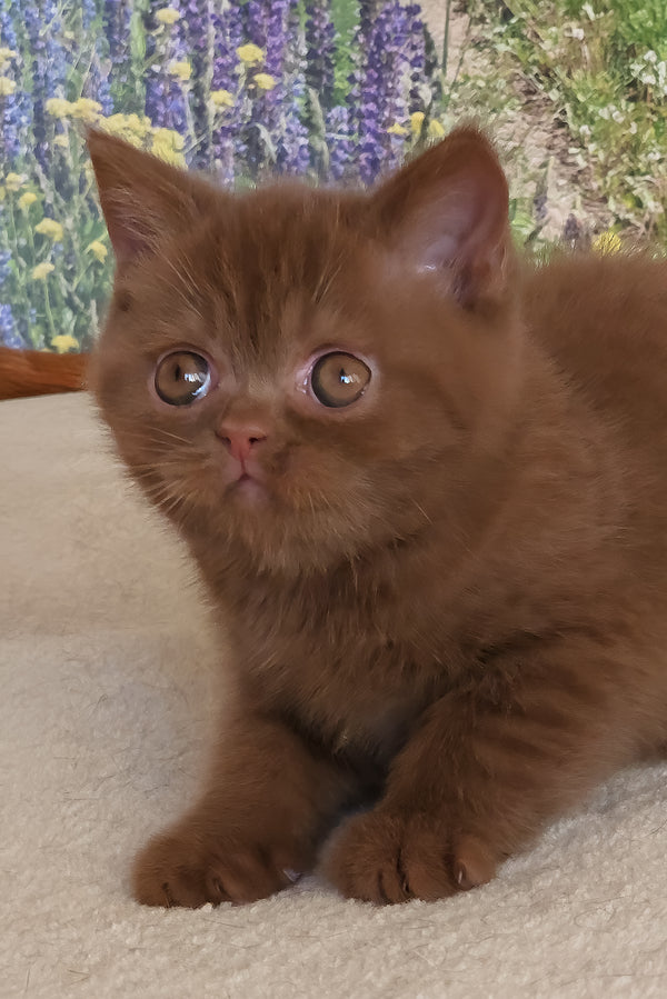 Yaguar | British Shorthair Kitten