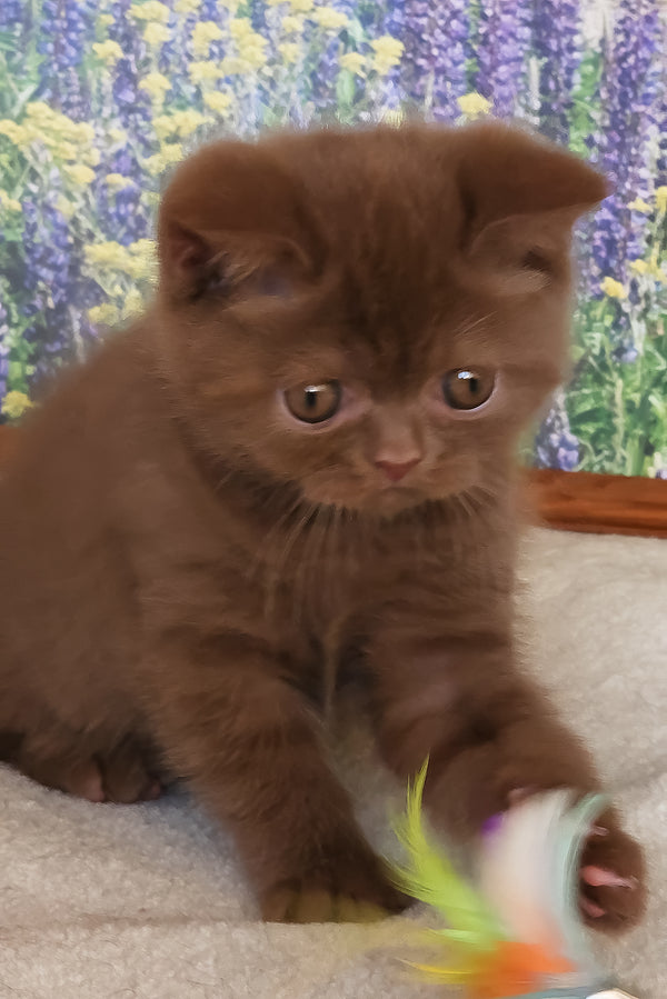 Yaguar | British Shorthair Kitten