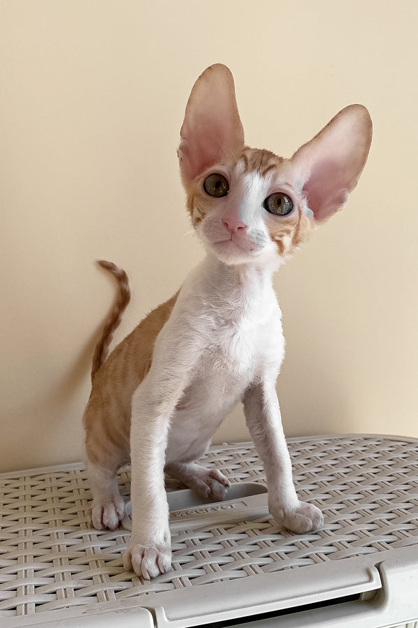 Yakhont | Cornish Rex Kitten