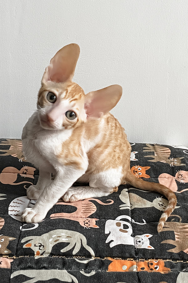 Yakhont | Cornish Rex Kitten