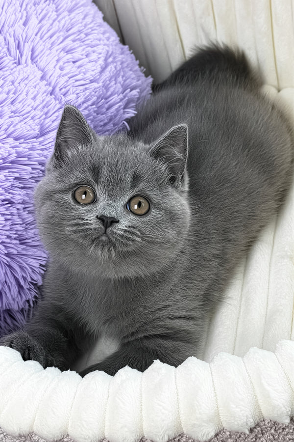 Yama | British Shorthair Kitten