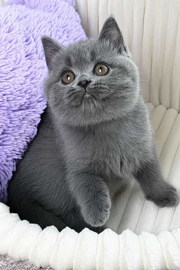 Yama | British Shorthair Kitten