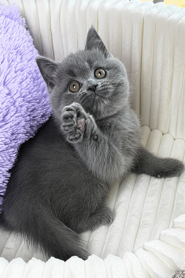 Yama | British Shorthair Kitten