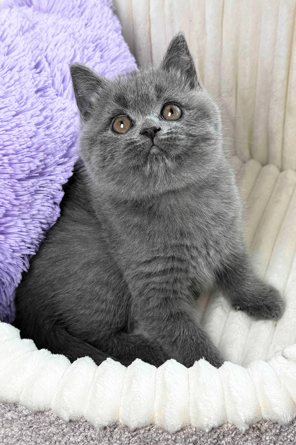 Yama | British Shorthair Kitten