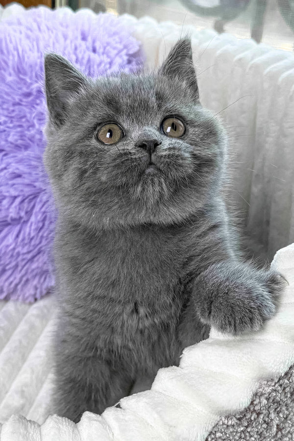 Yama | British Shorthair Kitten