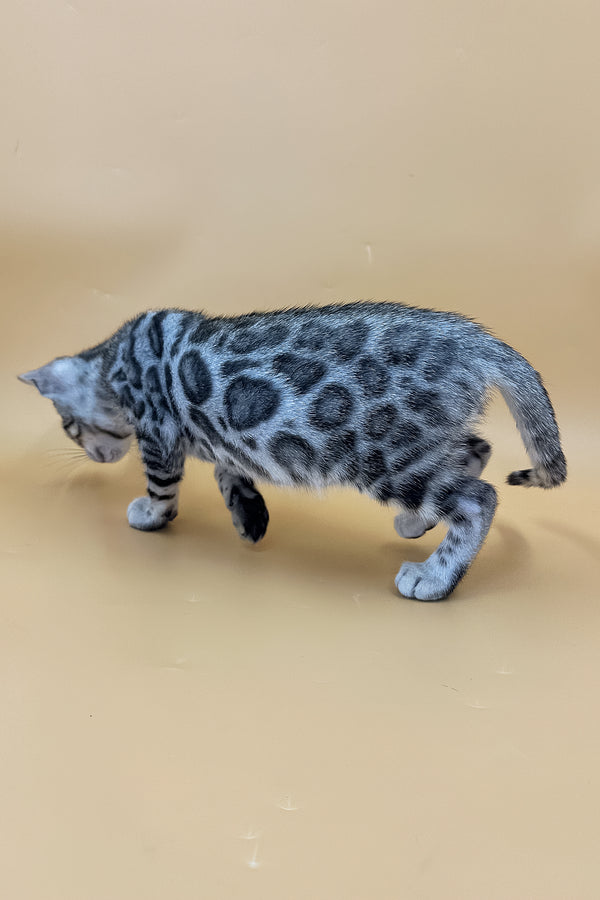 Yamaha | Bengal Kitten