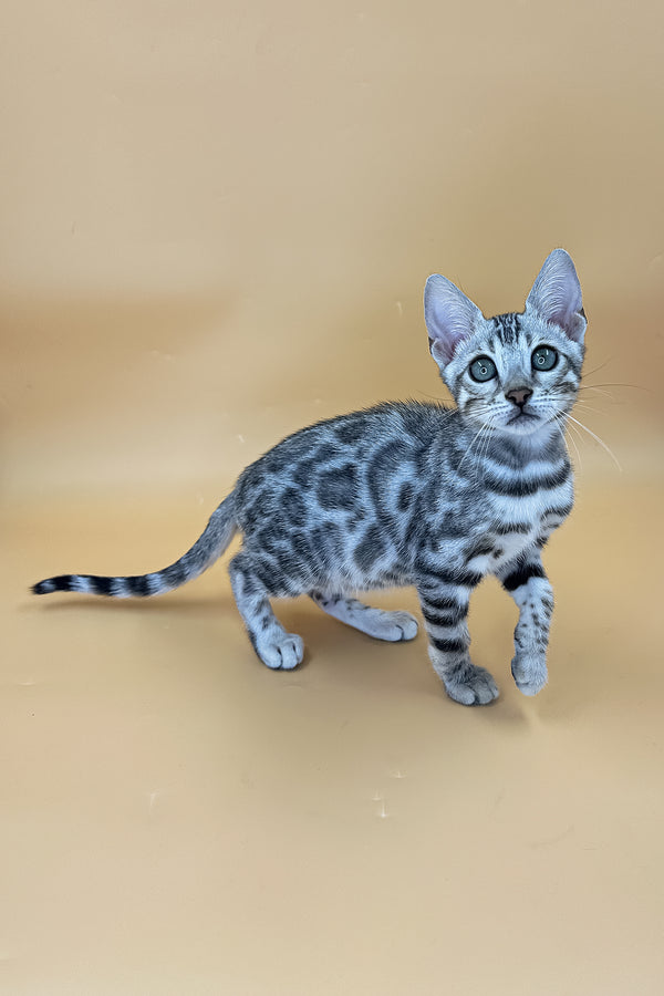 Yamaha | Bengal Kitten