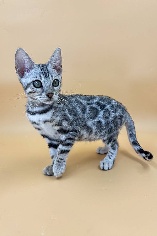 Yamaha | Bengal Kitten