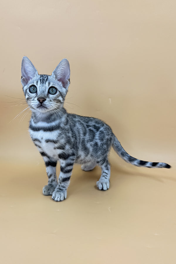 Yamaha | Bengal Kitten