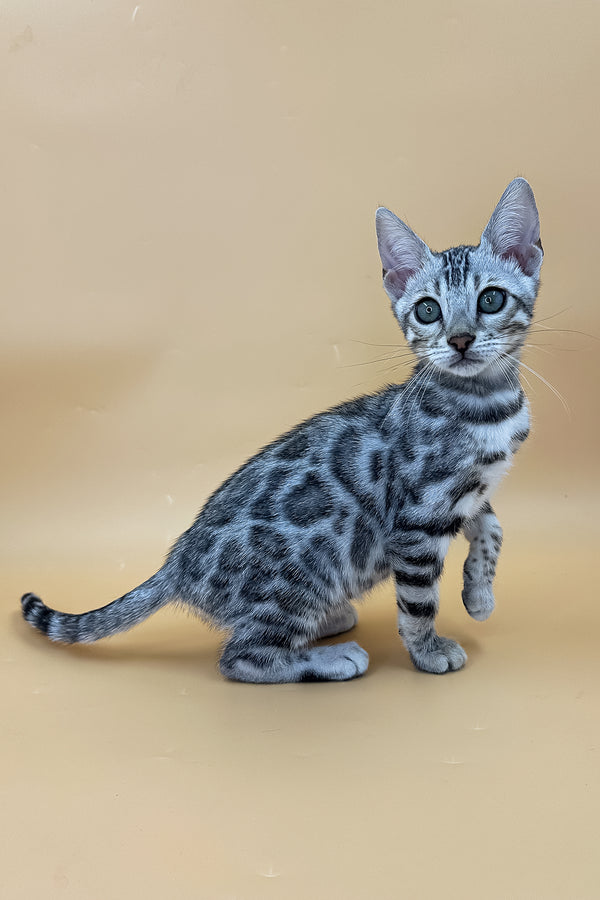 Yamaha | Bengal Kitten