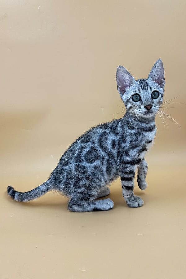 Yamaha | Bengal Kitten