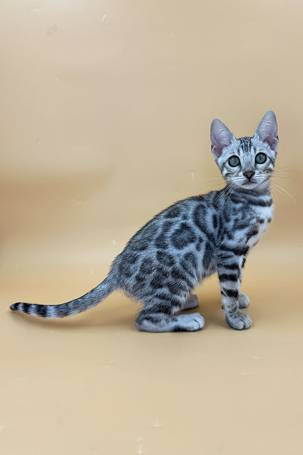 Yamaha | Bengal Kitten