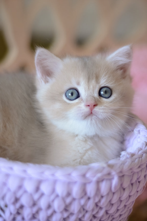 Yanina | British Shorthair Kitten