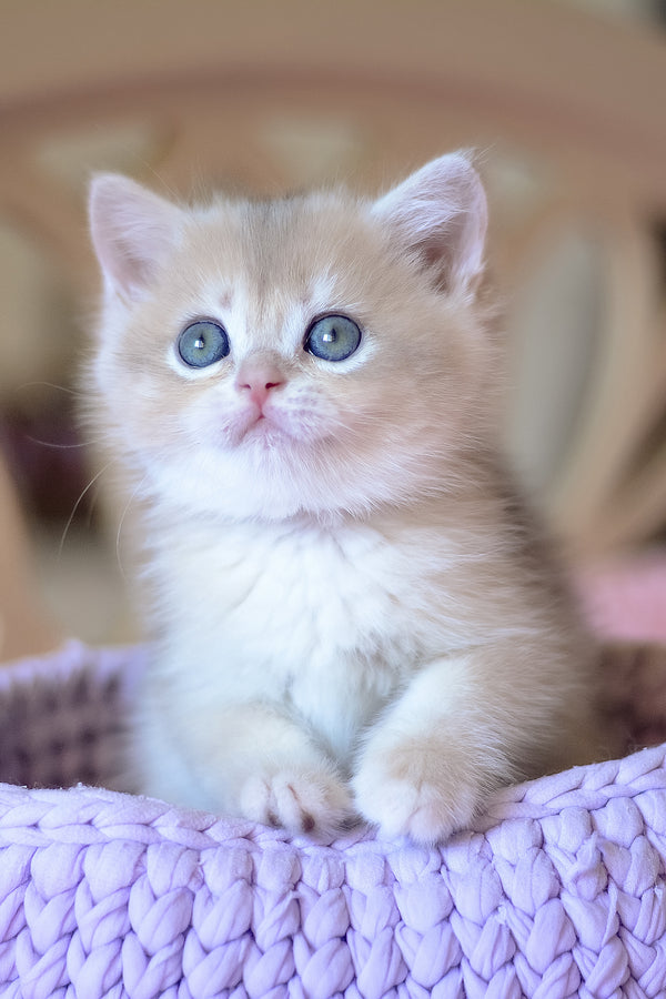 Yanina | British Shorthair Kitten