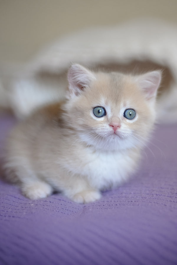Yanina | British Shorthair Kitten