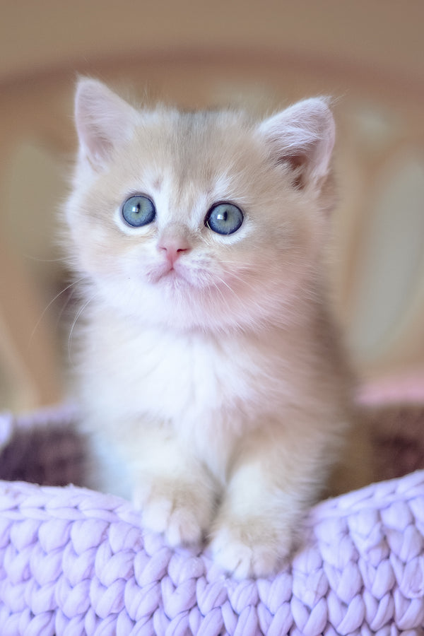 Yanina | British Shorthair Kitten